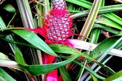 GOPR0019