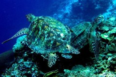2010-08-03-MOALBOAL-543