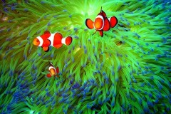 2010-09-03-BALICASAG_sanctuary-020