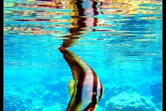 IMG_4426
