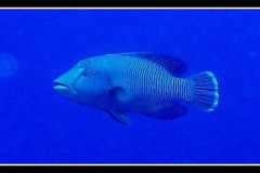 IMG_4747