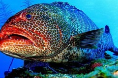 grouper
